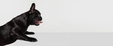 Beyaz stüdyo arka planında izole bir şekilde yerde yatan güzel, safkan köpek ve Fransız buldoğunun yan görüntüsü. Hayvan, veteriner, bakım konsepti