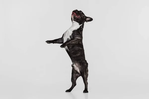 Retrato de cachorrinho bonito, bulldog francês de pé, jogando isolado sobre fundo estúdio branco. Animal, veterinário, conceito de cuidados — Fotografia de Stock