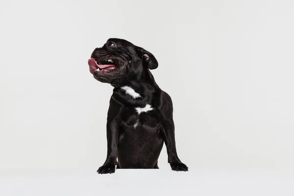 Half-length portrait of cute doggie, French bulldog looking away isolated over white studio background. Animal, vet, care concept — Stock Photo, Image