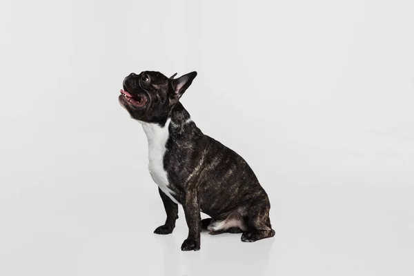 Beyaz stüdyo arka planında izole bir şekilde yerde yatan güzel, safkan köpek ve Fransız buldoğunun yan görüntüsü. Hayvan, veteriner, bakım konsepti — Stok fotoğraf