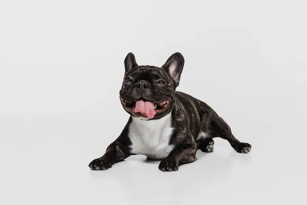 Lindo perro de raza pura, bulldog francés acostado en el suelo aislado sobre fondo de estudio blanco. Animal, veterinario, concepto de cuidado — Foto de Stock