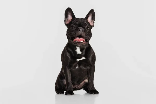 Lindo perro de raza pura, bulldog francés sentado y mirando a la cámara aislado sobre fondo de estudio blanco. Animal, veterinario, concepto de cuidado —  Fotos de Stock