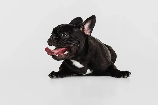 Słodki pies czystej krwi, francuski buldog leżący na podłodze odizolowany na białym tle studio. Zwierzę, weterynarz, koncepcja opieki — Zdjęcie stockowe