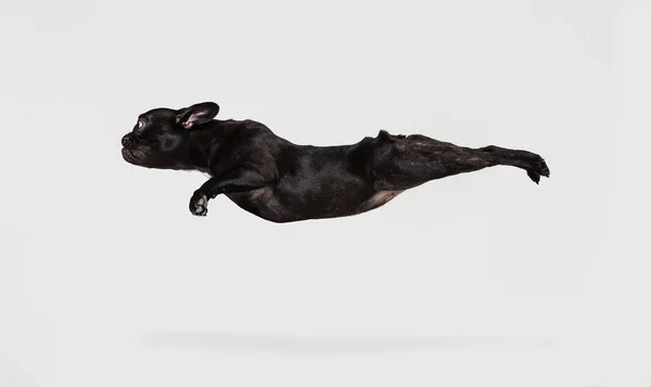 Portrait von niedlichen Hündchen, Französische Bulldogge fliegt isoliert über weißem Studiohintergrund. Tier, Tierarzt, Pflegekonzept — Stockfoto