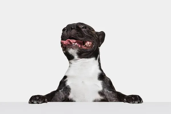 Un chien mignon, bouledogue français regardant loin isolé sur fond de studio blanc. Animal, vétérinaire, concept de soins — Photo