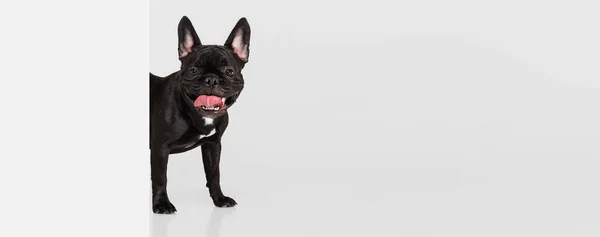 Beautiful black dog, cute French bulldog peeks out from corner of wall isolated over white studio background. Animal, vet, care concept — Stock Photo, Image