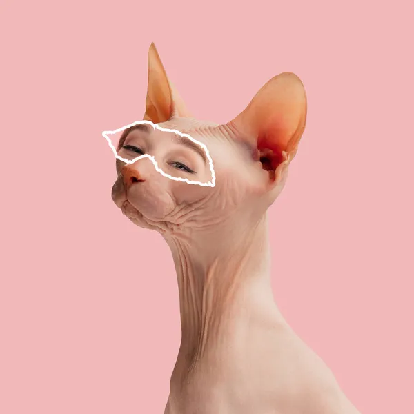 Коллаж современного искусства кошки Сфинкс с элементом человеческого глаза изолирован на розовом фоне — стоковое фото