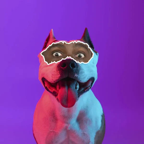 Современный художественный коллаж собаки с мужским, человеческим элементом глаз изолирован над градиентным фиолетовым фоном в неоновом свете. Счастлив и взволнован — стоковое фото