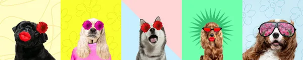 Hedendaagse kunst collage met schattige rasechte honden en trendy gekleurde achtergronden met geometrische gestileerde elementen. — Stockfoto