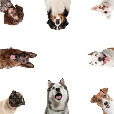 Farklı cinsten komik köpeklerden yapılmış kolaj beyaz stüdyo arka planında izole edilmiş kameraya bakıyor. Ön kamera görüntüsü