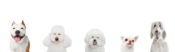 Flyer horizontal fait d'images de petits et grands chiens drôles différentes races posant isolé sur fond de studio blanc. — Photo