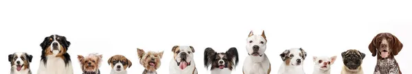 Horizontaler Flyer aus Bildern lustiger kleiner und großer Hunde verschiedener Rassen, die isoliert vor weißem Studiohintergrund posieren. — Stockfoto