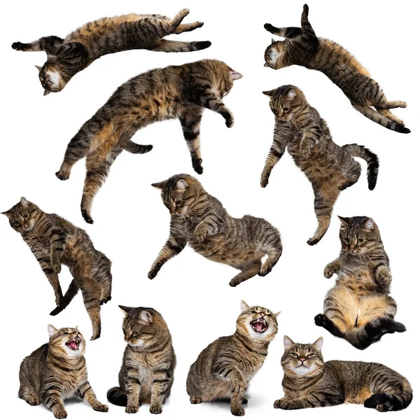 Kreatywny kolaż, zestaw wykonany z portretów kotów skoków, latanie, zabawy izolowane na białym tle studio. — Zdjęcie stockowe
