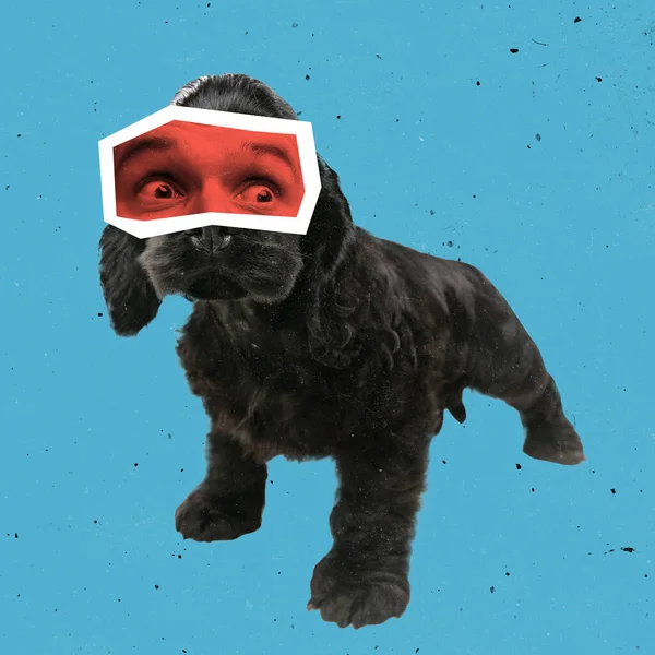 青い背景の上に孤立した男性の目を持つ小さな黒い犬の現代美術のコラージュ。人間の感情を持つ動物 — ストック写真