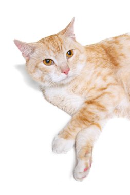 Güzel pofuduk kırmızı ve beyaz kedi, beyaz stüdyo arka planında izole bir şekilde yerde yatan evcil hayvan. Hayvan yaşam konsepti