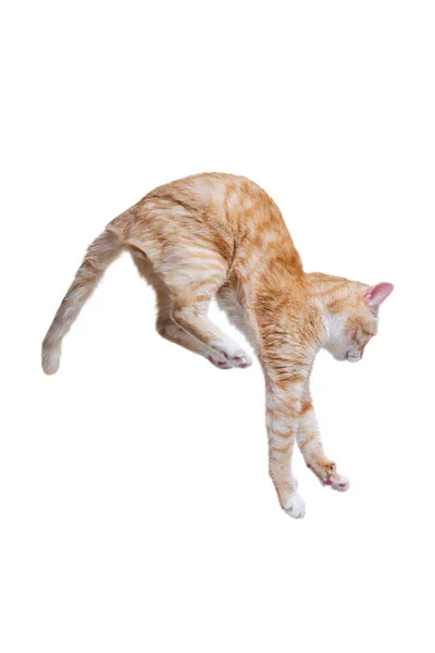 Studio ditembak indah kucing merah lucu, hewan peliharaan melompat terisolasi di latar belakang studio putih. Konsep kehidupan hewan — Stok Foto