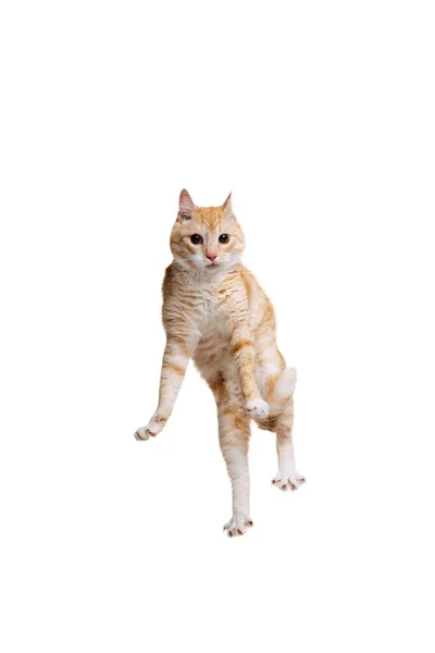 Estúdio tiro de belo gato vermelho bonito, pet jumping isolado no fundo do estúdio branco. Conceito de vida animal — Fotografia de Stock