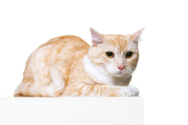 Gros plan portrait de mignon chat rouge et blanc moelleux, animal de compagnie couché sur le sol isolé sur fond de studio blanc. Concept de vie animale — Photo
