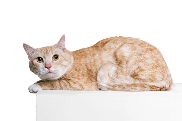 Közelkép portré bolyhos aranyos piros és fehér macska, kisállat feküdt a padlón elszigetelt fehér stúdió háttér. Az állatvilág fogalma — Stock Fotó