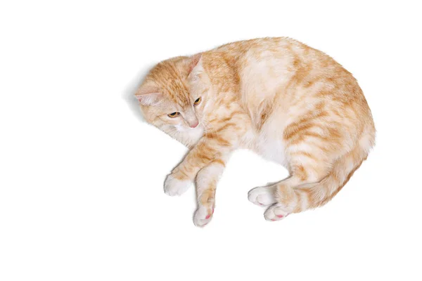 Beyaz stüdyo arka planında izole bir şekilde yerde yatan tüylü kırmızı ve beyaz kedi portresi. Hayvan yaşam konsepti — Stok fotoğraf