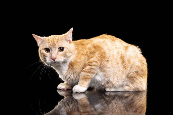 Koyu renk stüdyo arka planında izole edilmiş kahverengi gözlü güzel, tüylü kırmızı bir kedi portresi. Hayvan yaşam konsepti — Stok fotoğraf