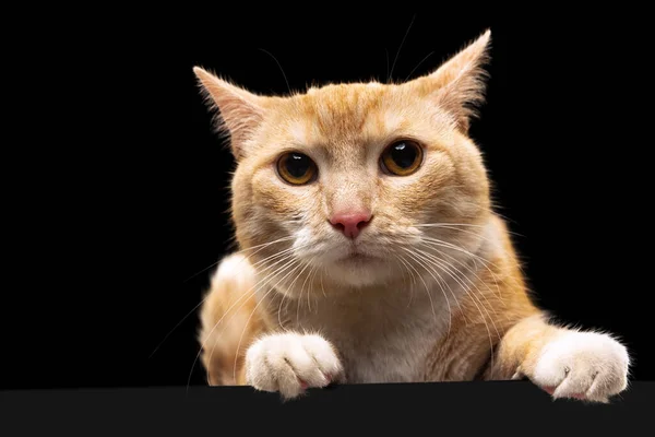 Portrait de beau chat rouge moelleux mignon avec les yeux bruns isolés sur fond sombre studio. Concept de vie animale — Photo