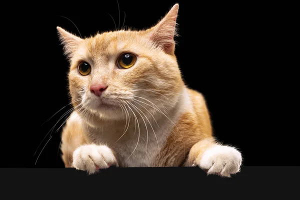 어두운 스튜디오 배경에 갈색 눈을 가진 아름다운 귀엽고 푹신 한 붉은 고양이의 모습. 동물의 생명 개념 — 스톡 사진