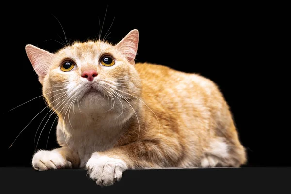 Beau chat rouge pelucheux effrayé aux yeux bruns isolé sur fond de studio sombre. Concept de vie animale — Photo