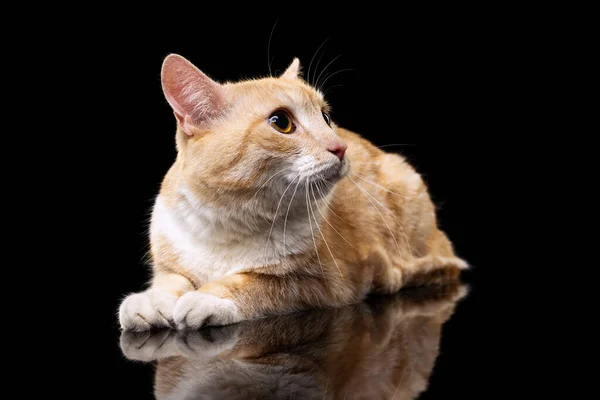 Portret van prachtige grote pluizige rode kat met bruine ogen geïsoleerd op donkere studio achtergrond. Begrip "dierlijk leven" — Stockfoto