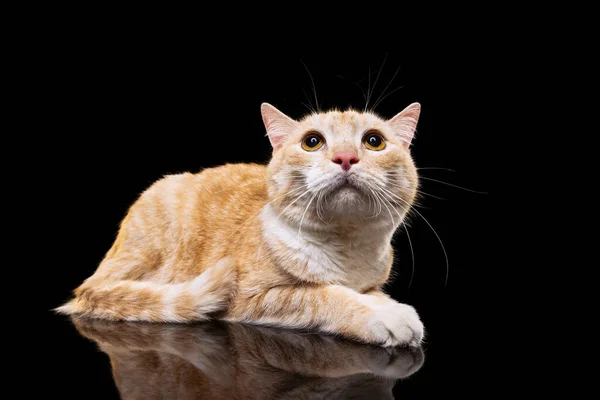 Retrato de belo grande gato vermelho fofo com olhos castanhos isolados no fundo do estúdio escuro. Conceito de vida animal — Fotografia de Stock