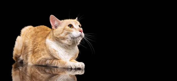 Portrait of beautiful big fluffy red cat with brown eyes isolated on dark studio background. Animal life concept — Stock Photo, Image