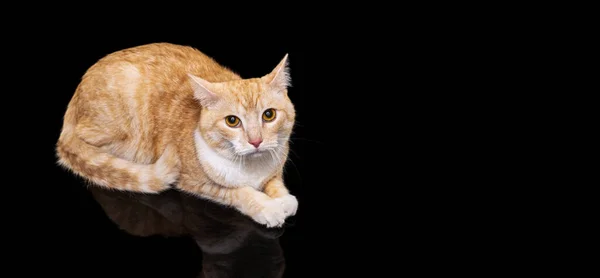 Ritratto di un bel gatto rosso con gli occhi marroni isolato su sfondo scuro. Concetto vita animale — Foto Stock