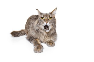 Beyaz stüdyo arka planında izole bir şekilde yerde yatan sevimli bir safkan Maine Rakun kedisi. Hayvan yaşam konsepti