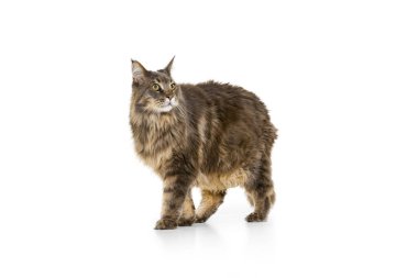 Beyaz stüdyo arka planında yalnız poz veren büyük Maine Coon kedisinin stüdyo fotoğrafı. Hayvan yaşam konsepti
