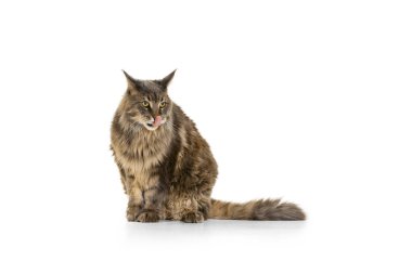 Pofuduk, güzel, safkan, beyaz stüdyo arka planında izole bir şekilde yerde oturan büyük Maine Rakun kedisi. Hayvan yaşam konsepti