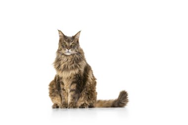 Pofuduk, güzel, safkan, beyaz stüdyo arka planında izole bir şekilde yerde oturan büyük Maine Rakun kedisi. Hayvan yaşam konsepti