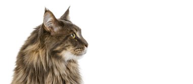 Yakın plan muhteşem safkan Maine Coon kedisi beyaz stüdyo arka planında yalnız poz veriyor. Hayvan yaşam konsepti