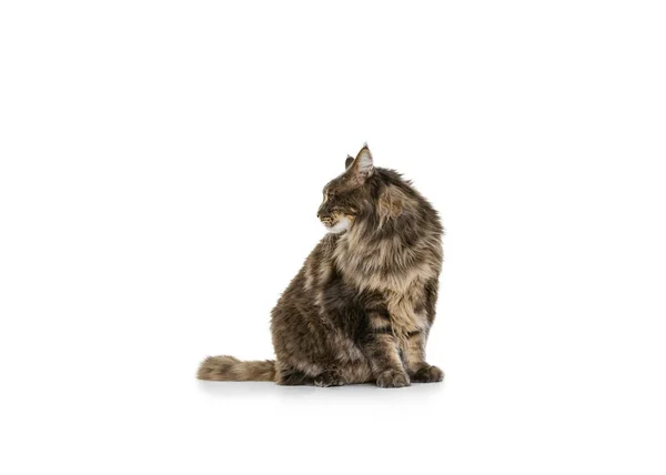 Портрет восхитительной чистокровной большой кошки Майн Кун, сидящей на полу в изоляции на белом студийном фоне. Концепция жизни животных — стоковое фото