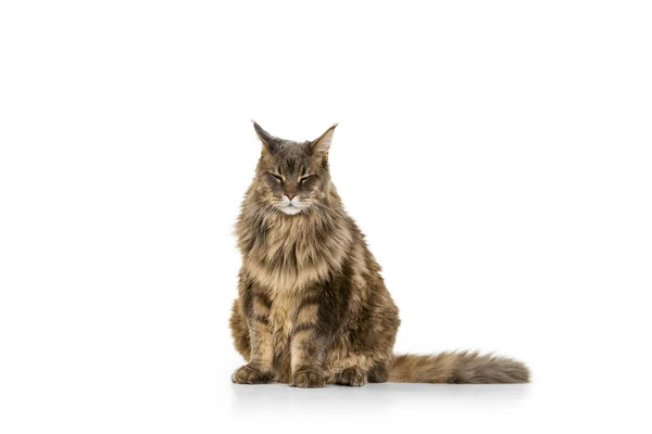 Retrato de adorável puro-sangue grande Maine Coon gato sentado no chão isolado no fundo do estúdio branco. Conceito de vida animal — Fotografia de Stock