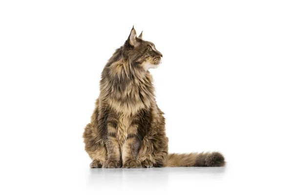 Belle peluche gros chat Maine Coon pur assis sur le sol isolé sur fond de studio blanc. Concept de vie animale — Photo