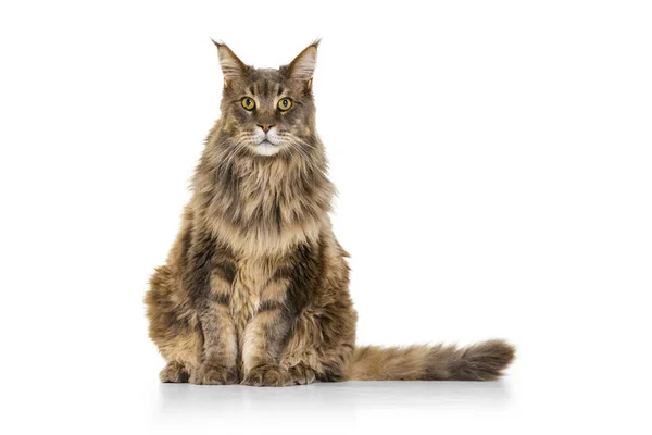 Retrato de adorável puro-sangue grande Maine Coon gato sentado no chão isolado no fundo do estúdio branco. Conceito de vida animal — Fotografia de Stock