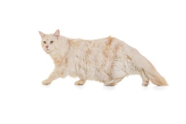 Beyaz stüdyo arka planında yalnız poz veren büyük Maine Coon kedisinin stüdyo fotoğrafı. Hayvan yaşam konsepti