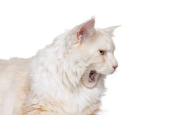 Close-up raszuivere kat, grote pluizige Maine Coon kat zit op de vloer geïsoleerd op witte studio achtergrond. Begrip "dierlijk leven" — Stockfoto