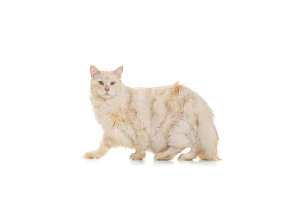 Studio girato di razza pura grande Maine Coon gatto posa isolato su sfondo bianco studio. Concetto vita animale — Foto Stock