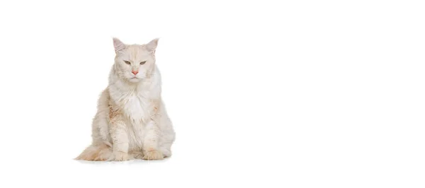 Portret van schattige rasechte kat, grote pluizige Maine Coon kat zit op de vloer geïsoleerd op witte studio achtergrond. Begrip "dierlijk leven" — Stockfoto