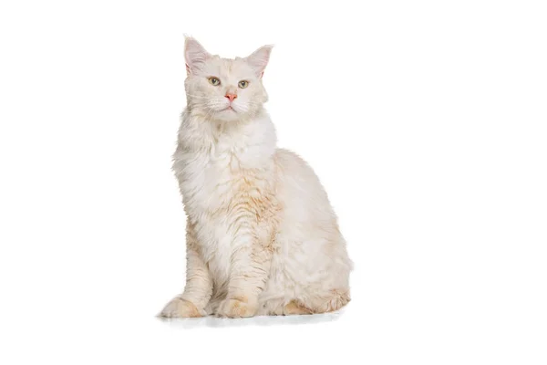 Helaftens portrett av en vakker kremfarget katt, en stor, myk Maine Coon-katt som sitter isolert på gulvet på bakgrunn av et hvitt studio. – stockfoto