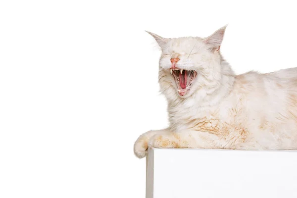 Un hermoso gato de color crema, grande y esponjoso Maine Coon gato acostado y bostezando aislado sobre fondo de estudio blanco. Concepto de vida animal — Foto de Stock