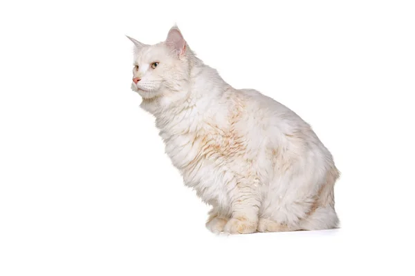 愛らしい純血猫の肖像、大きなふわふわのメインコーン猫が白いスタジオの背景に隔離された床に座っています。動物のライフコンセプト — ストック写真