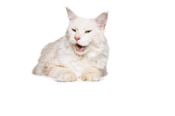 Een mooie crème kleur kat, grote pluizige Maine Coon kat liggen en geeuwen geïsoleerd op witte studio achtergrond. Begrip "dierlijk leven" — Stockfoto