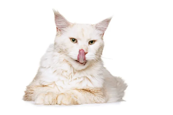 Großaufnahme reinrassige Katze, große flauschige Maine Coon Katze, die isoliert auf weißem Studiohintergrund auf dem Boden sitzt. Tierschutzkonzept — Stockfoto